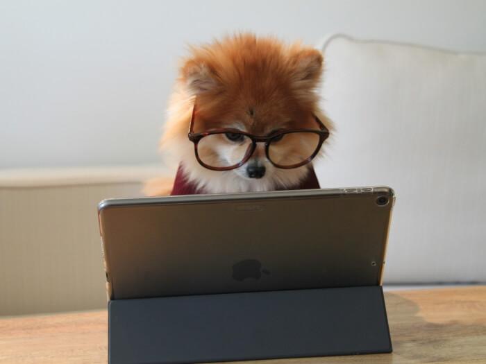 A dog with glasses doing work on an ipad